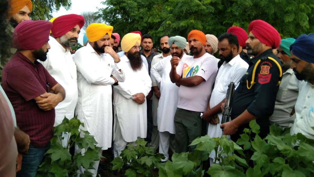 Agriculture Minister asks officials for intensive surveillance of cotton fields and ensure application of recommended pesticides in their presence